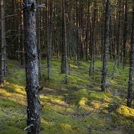 Komission ennallistamista koskevaan EU-asetukseen sisältyvät metsäkriteerit lisäävät toteutuessaan EU:n päätäntävaltaa jäsenmaiden metsäpolitiikasta. MTK tuomitsee komission tavan puuttua jäsenmaille kuuluviin metsäasioihin.