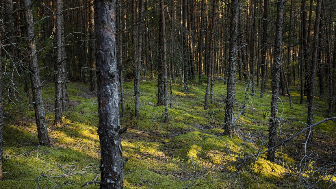 Komission ennallistamista koskevaan EU-asetukseen sisältyvät metsäkriteerit lisäävät toteutuessaan EU:n päätäntävaltaa jäsenmaiden metsäpolitiikasta. MTK tuomitsee komission tavan puuttua jäsenmaille kuuluviin metsäasioihin.