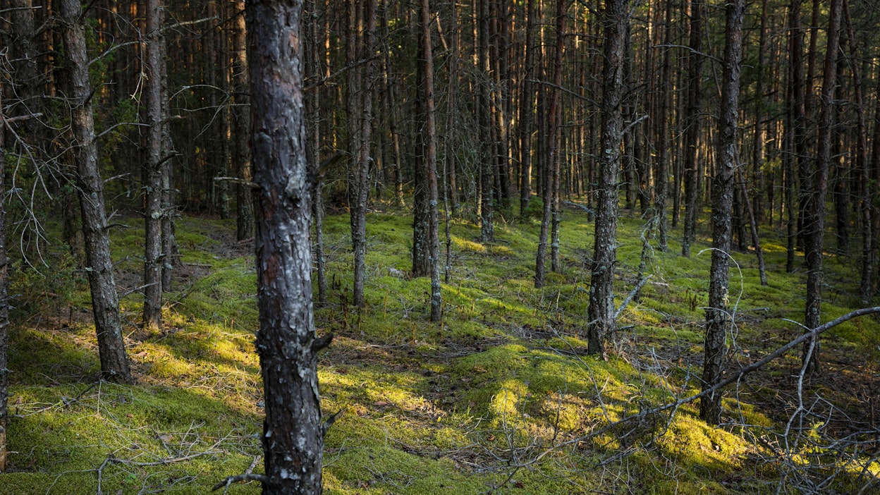 Komission ennallistamista koskevaan EU-asetukseen sisältyvät metsäkriteerit lisäävät toteutuessaan EU:n päätäntävaltaa jäsenmaiden metsäpolitiikasta. MTK tuomitsee komission tavan puuttua jäsenmaille kuuluviin metsäasioihin.