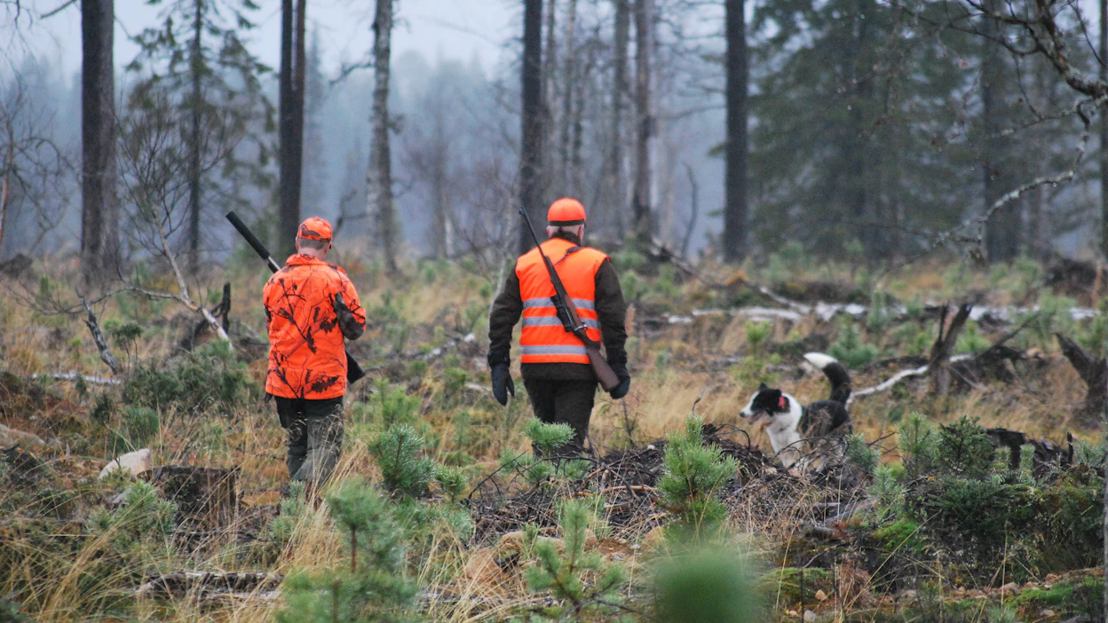 Karhunmetsästys saattaa kaatua jälleen poikkeusluvista tehtailtaviin valituksiin muualla kuin karhutihentymien alueilla.