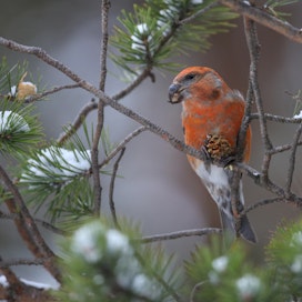 Isokäpylintua esiintyy runsaasti männyn hyvinä siemenvuosina. Käpyjen katovuosina lintu katoaa Suomesta lähes kokonaan.