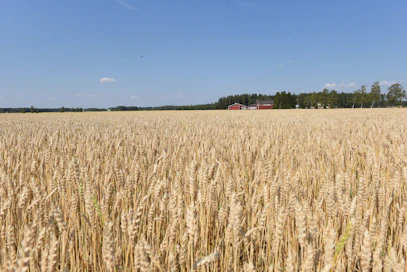 Elintarvikekäyttöön tarkoitettujen viljojen laatu on tänä vuonna hyvä. Erityisesti jyväkoko on suuri. Tuontitarvetta ei näyttäisi teollisuuden mukaan olevan.