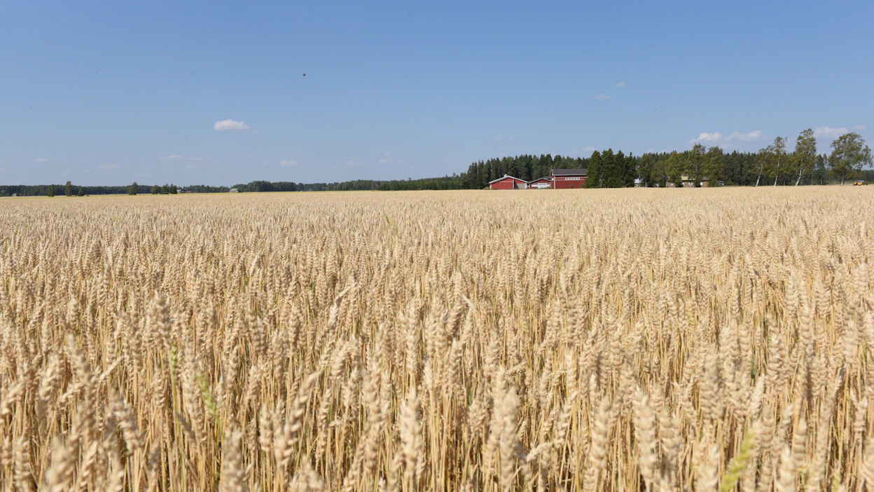 Elintarvikekäyttöön tarkoitettujen viljojen laatu on tänä vuonna hyvä. Erityisesti jyväkoko on suuri. Tuontitarvetta ei näyttäisi teollisuuden mukaan olevan.