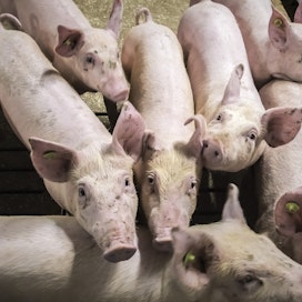 Viikolla 7 sianlihan hinta oli Saksassa 2,33 euroa kilolta. Saksassa tuottajat vähensivät sikamääriä huomattavasti viime vuonna tuotannon kannattavuuden heikennyttyä.