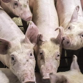 Suomessa sianlihan tuottajahinta oli kesäkuussa 2,22 euroa kilolta eli hyvin samaa luokkaa kuin koko alkuvuoden.