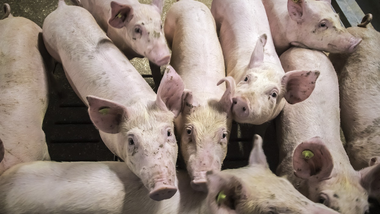 Vähentynyt tuotanto on nostanut Saksassa sian hintaa.