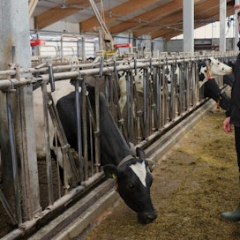 Ylitorniolaisella maidontuottajalla Mikko Savikujalla on vuonna 2014 valmistuneessa kahden robotin pihatossaan 138 lehmää. Nuorkarja on sijoitettu vanhaan navettaan. Hän sanoo olevansa tyytyväinen karjan tuotantotuloksiin, onhan keskituotos noin 14 000 kiloa ja päivätuotos 46 kiloa.