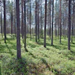 Sveaskog haluaa tilapäisesti ikäännyttää metsiään.