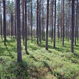 Sveaskog haluaa tilapäisesti ikäännyttää metsiään.
