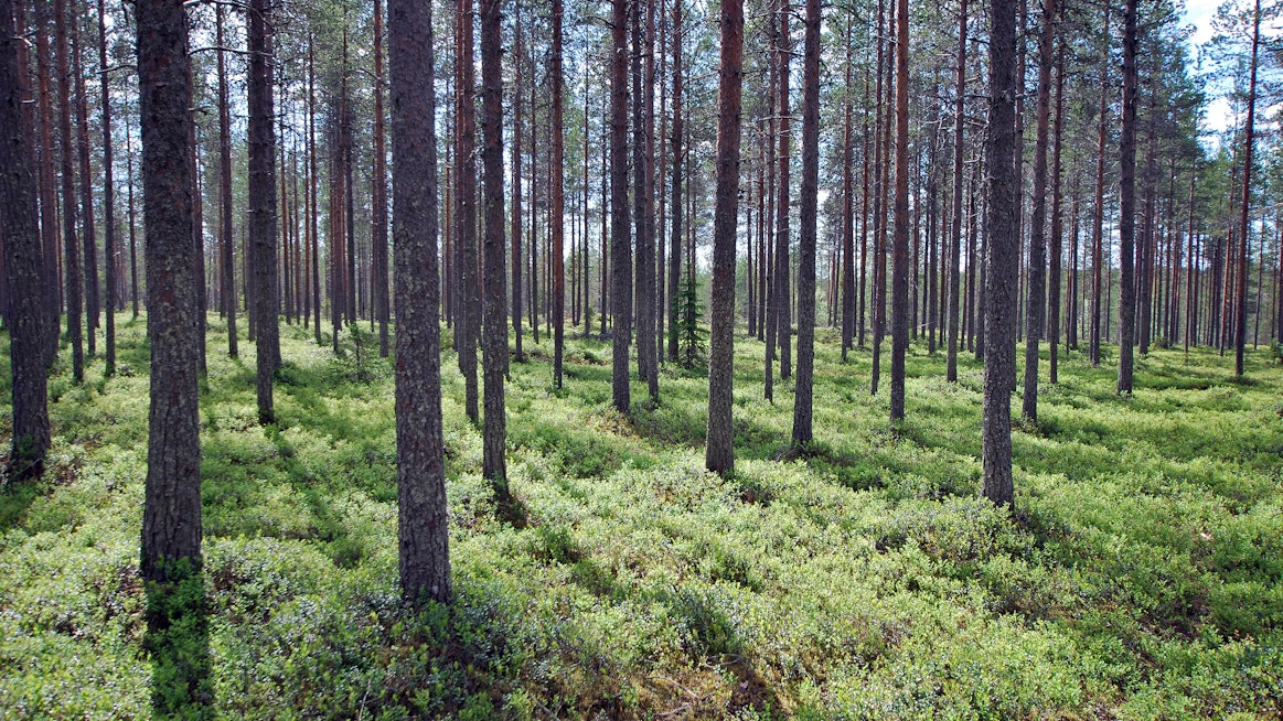 Sveaskog haluaa tilapäisesti ikäännyttää metsiään.