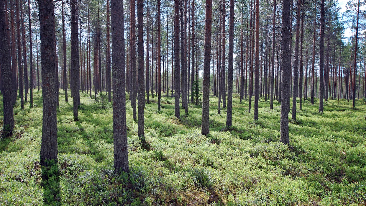 Ahlström Capitalin sijoitukset perustuvat pitkälti metsään ja sen tuotteisiin.