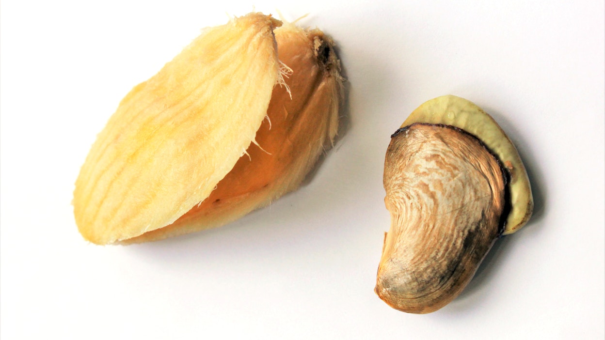 Mangon varsinainen siemen on piilossa kovan siemenkuoren sisällä.