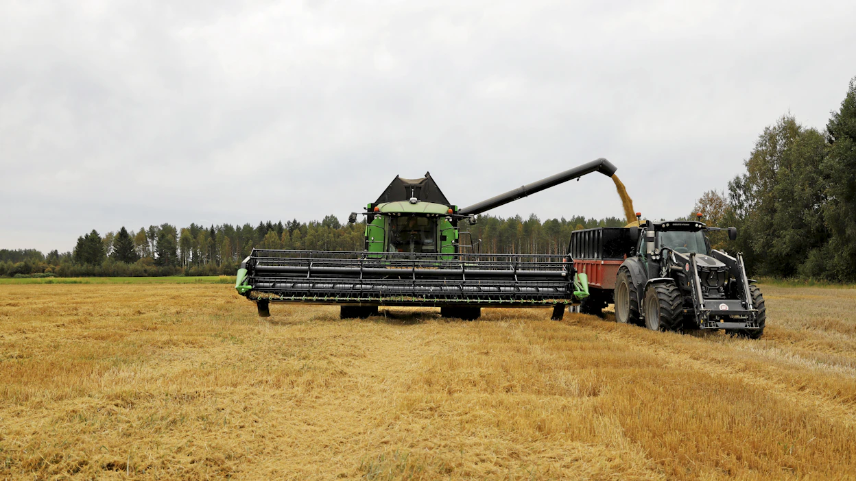 Epämääräiset sateet vaikeuttavat nyt puinteja paikoittain koko maassa. Kuvituskuva.