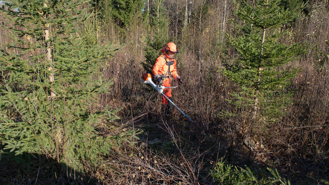 Metsiä suositellaan kasvatettavaksi aiempaa tiheämpinä taimikkovaiheesta alkaen.