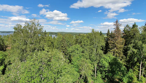 Metsätuhot alkavat useasti vain yhden tai muutaman puun saatua iskun, kuten oikeanlaidan tähtikirjaajan iskun saanut kuusi. Uusilla tarkemmilla menetelmillä saadaan nämä yksittäisetkin puut havainnoitua satelliittikuvista ja ennakointi tuhon laajenemiseen nopeutuu.