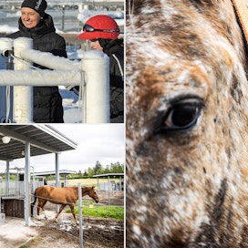 Hevosten hyvinvointiin liittyvä opetus on käytännönläheistä. Eläintenkouluttaja ja ratsastuksenohjaaja Anna Kilpeläinen (vasemmalla ylhäällä) on opettanut sekä Harjussa että Kpedussa. Vieressä ja alhaalla Harjun aktiivipihaton hevosia.