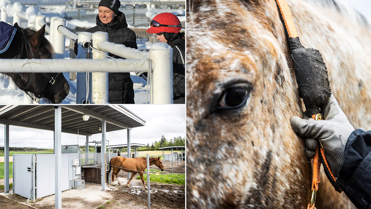 Hevosten hyvinvointiin liittyvä opetus on käytännönläheistä. Eläintenkouluttaja ja ratsastuksenohjaaja Anna Kilpeläinen (vasemmalla ylhäällä) on opettanut sekä Harjussa että Kpedussa. Vieressä ja alhaalla Harjun aktiivipihaton hevosia.