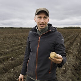 Heikki Kuokkanen viljelee useita eri perunalajikkeita. Nyt nostovuorossa oli yleisperuna Gala.