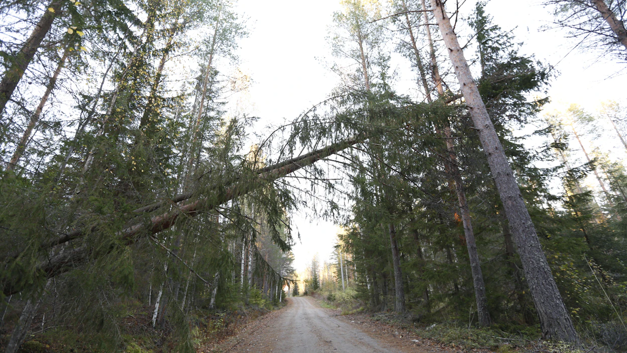 Puita on kaatunut runsaasti perjantai-iltana läntiseen Suomeen iskeneen Lylyksi nimetyn myrskyn seurauksena.