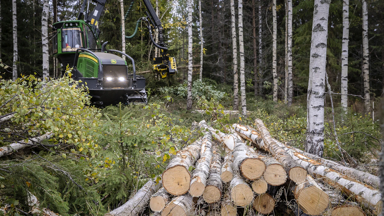 Koivukuidun ja koivutukin hinnat ovat pitäneet parhaiten pintansa puun hintojen käännyttyä laskuun. Koivun menekkiä pitää yllä Venäjän tuonnin loppuminen ja energiapuun kasvanut kysyntä.