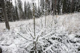 Metsälain kiristys palauttaa taimettumisilmoituksen.