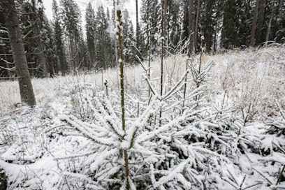Metsälain kiristys palauttaa taimettumisilmoituksen.