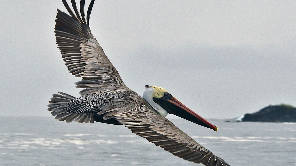 Galapagossaarilta löytyy lukuisia näyttäviä lintulajeja. Kuvassa ruskopelikaani. LEHTIKUVA/AFP. 
