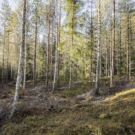 Finsilvan metsissä harvennukset ovat sujuneet mallikkaasti.