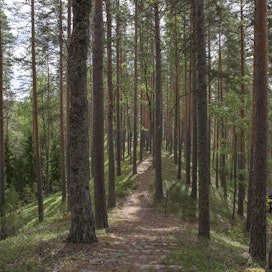 ”Metsäpolkua pitkin tuhannet suomalaiset äänestivät jaloillaan suurvaltasotien mielettömyyttä vastaan”, kirjoittaa Teemu Keskisarja.
