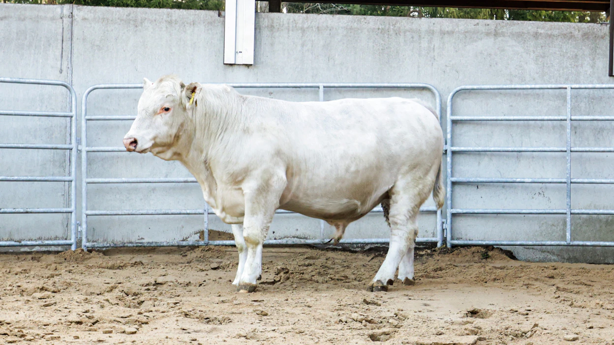 Huutokaupan kalleimmista sonneista toinen, charolais K-H. Yty. Hinta oli 6 650 euroa. Sonni on syntynyt Kauhajoella Eija Rinta-Piirron tilalla.