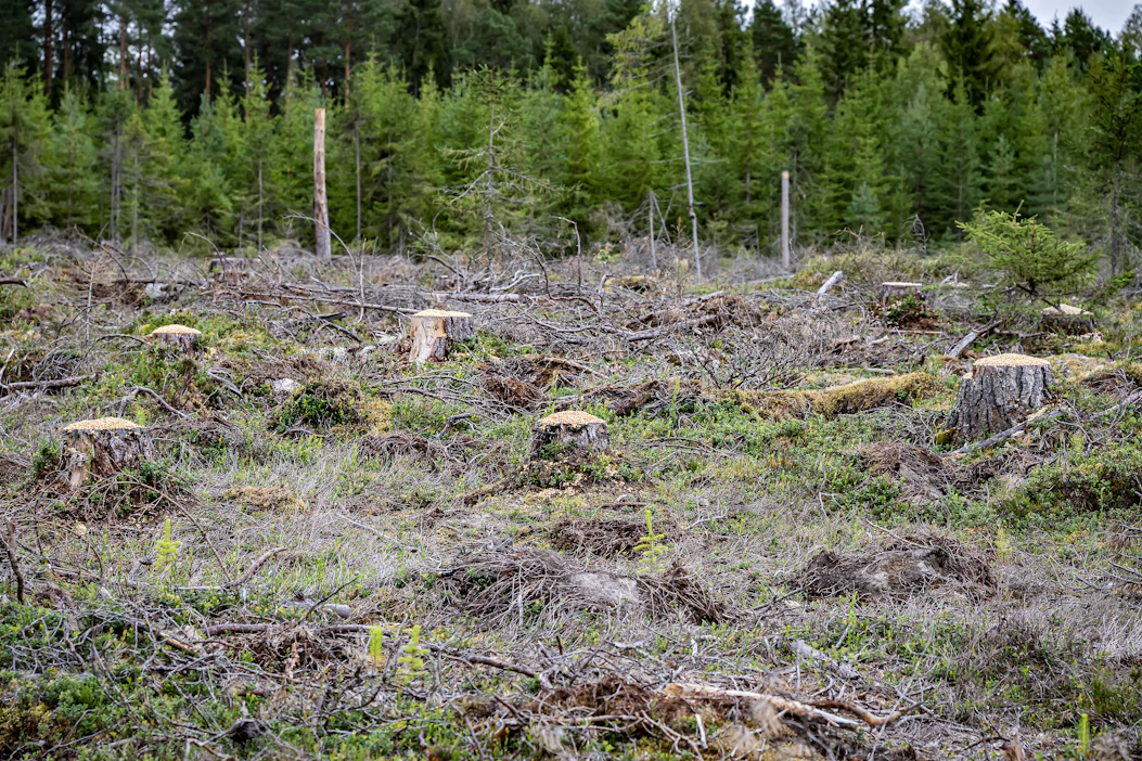 Ilmastopaneelin mukaan Suomi ei pääse päästövähennystavoitteeseen nykyisillä hakkuilla.