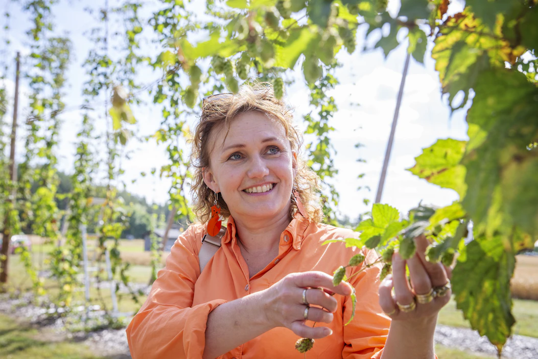 Mari Lamminpää tutustui Luke Piikkiön humalan koeviljelmään Kaarinassa maanantaina.