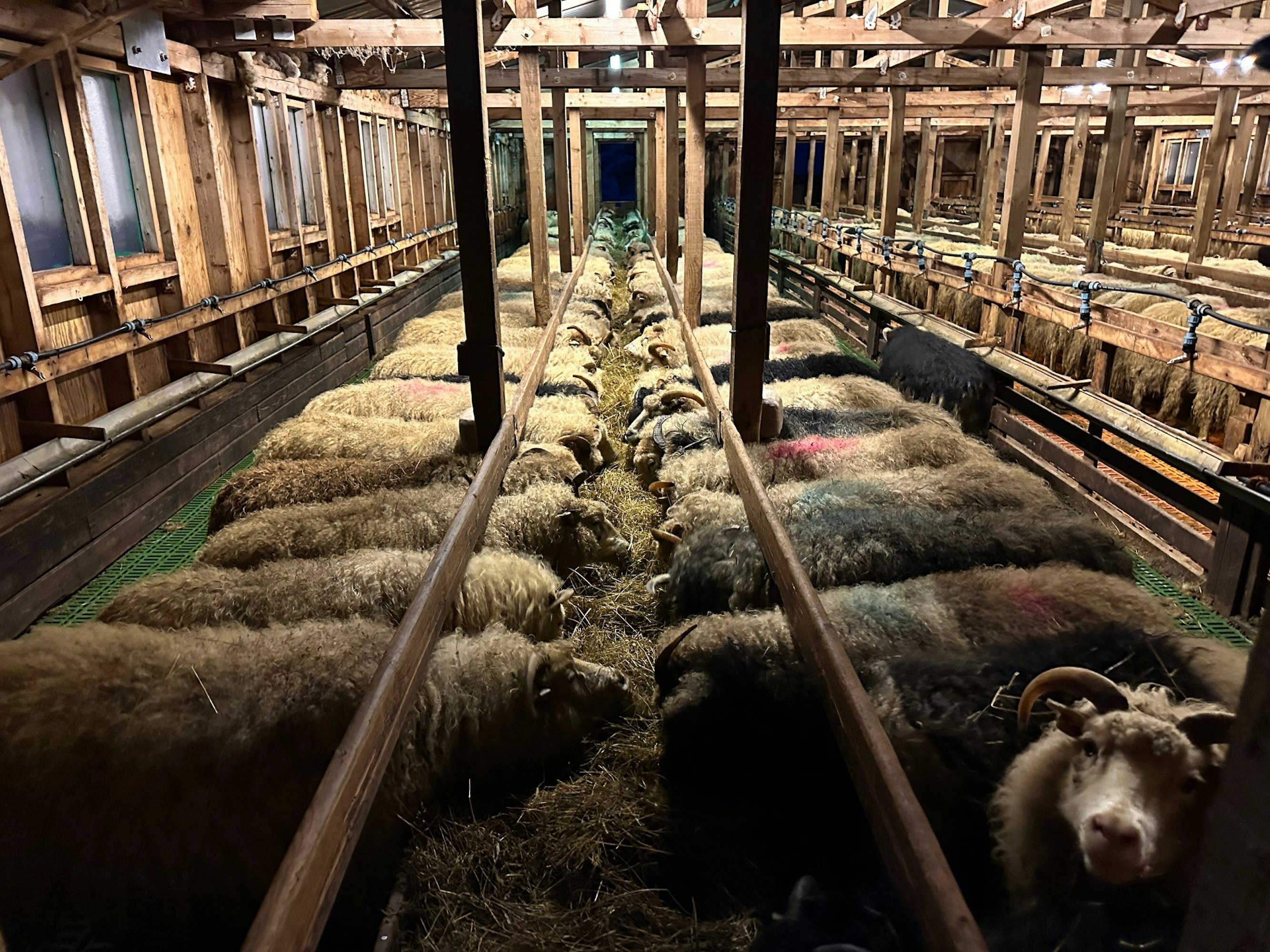 Lampaita on nyt Grönlannin vanhimmalla lammastilalla 650.