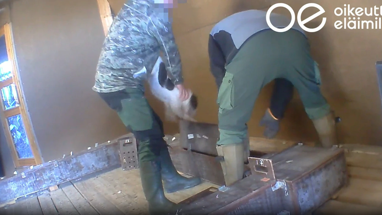 Oikeutta eläimille -järjestö julkaisi maaliskuussa taipumuskokeista salaa kuvattua videomateriaalia. Kokeissa koiria laitetaan käytäviin, joissa niitä odottaa elävä kettu. Pysäytyskuva on Oikeutta eläimille -järjestön videosta. LEHTIKUVA / Handout.