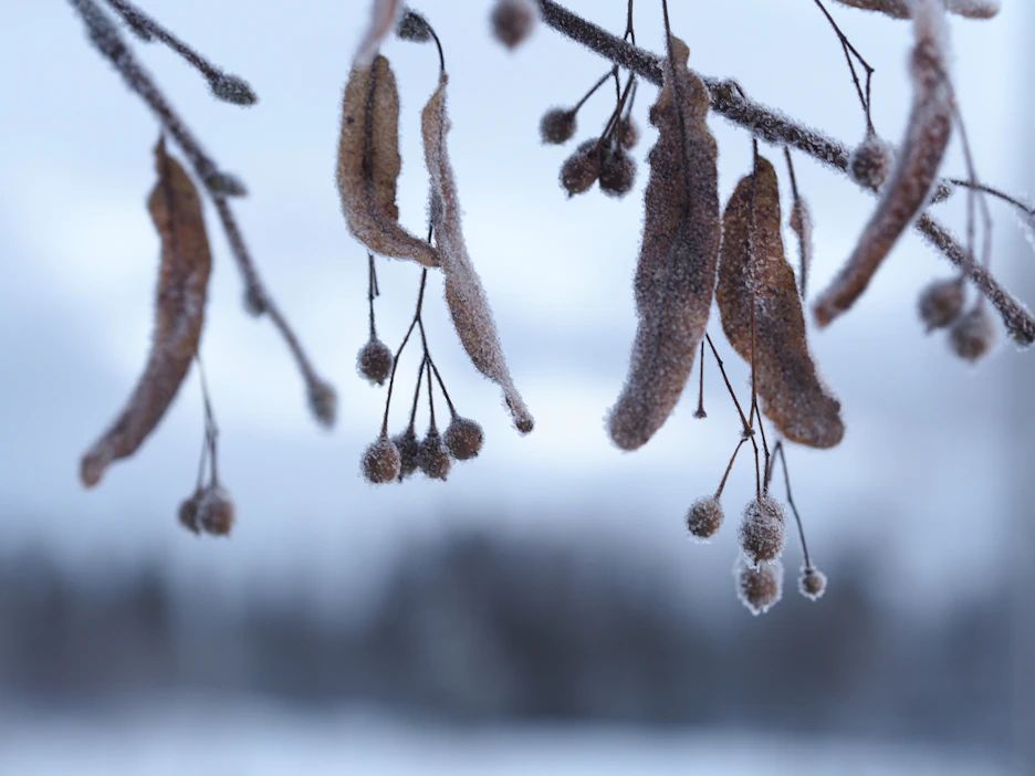 Maanantaina sää jatkuu samankaltaisena, maanantain vastainen yö on maan etelä- ja keskiosassa hyvin kylmä.