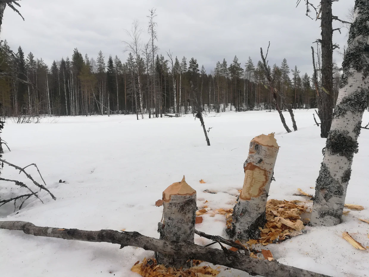 Tuoreet syönnökset ja katkotut puut ovat merkkejä majavasta.