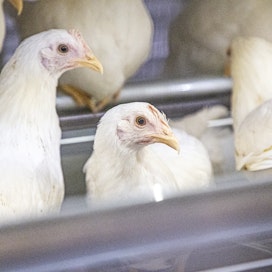 Lintuinfluenssa leviää suurta kuolleisuutta aiheuttavana muotona. Viranomaiset valmistelevat rajoitustoimenpiteitä. Kotieläiminä kanoja pitävien on nyt huolehdittava taudin torjunnasta. Lemmikkikanat on suojattava kontakteilta luonnonvaraisiin lintuihin. 