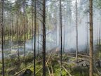 Metsän ennallistamiskulotus on osa metsänhoitoa. MTK esittää, että Helmi-elinympäristöohjelman rahoitus pidetään vähintään vuoden 2024 tasolla. Tällä tuetaan myös kansallisen ennallistamissuunnitelman toimeenpanoa.