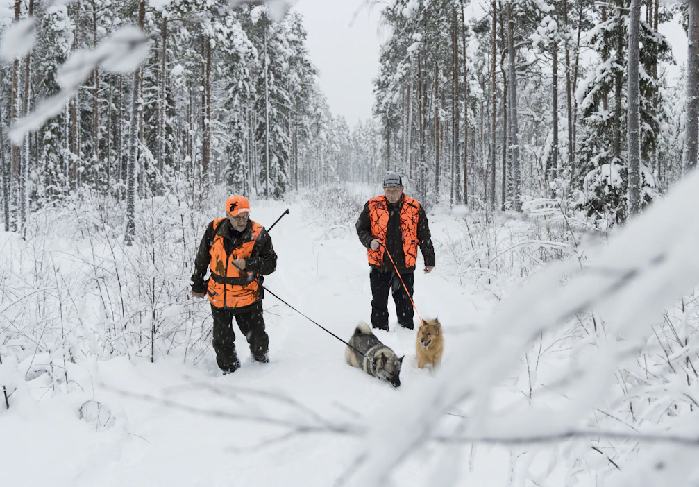 Raino Peltoniemi (vas.) ja Heikki Alatalo kulkivat harmaa norjanhirvikoira Ebban ja suomenpystykorva Fridan kanssa Pyhäjoen Kivitolpankankaalla.