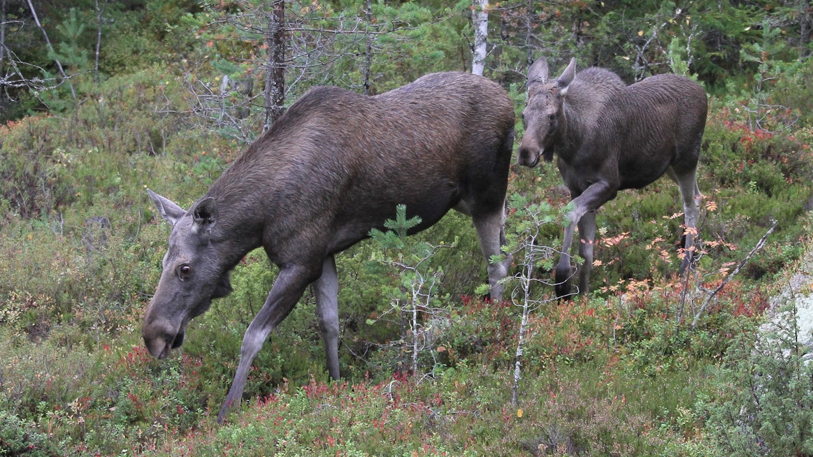 Hirvistä susien saaliiksi joutuvat usein pienet vasat.