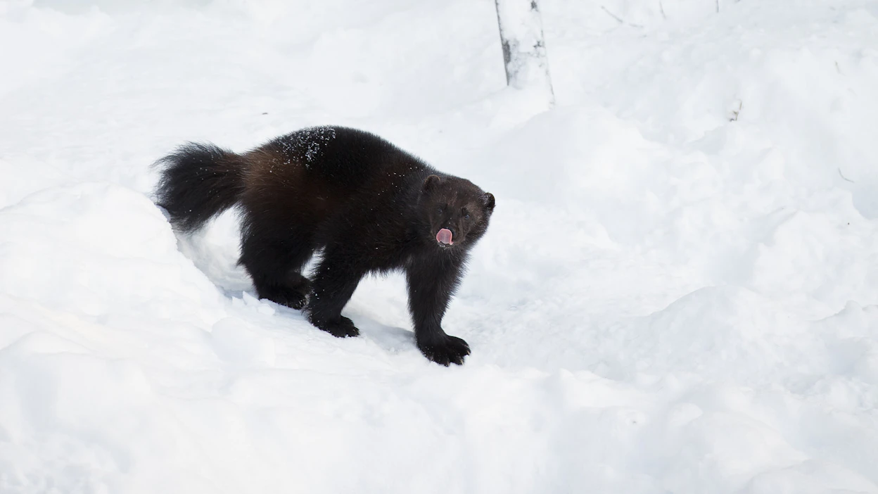Ahmojen poistamiselle ei voida myöntää poikkeuslupia kansallispuistoihin tai Natura-alueelle.