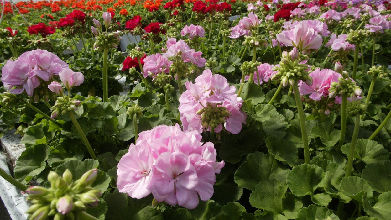 Pelargoni kuuluu suomalaisten suosikkikesäkukkien joukkoon.