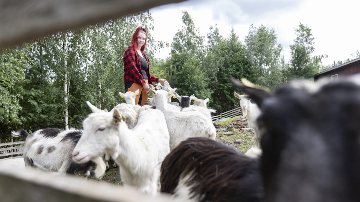Annika Kiikalan haaveissa oli työ eläinten parissa, mutta vuohista hänellä ei ollut aiemmin kokemusta.