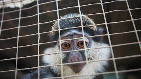 Mona-apinoita (Cercopithecus mona) pyydystetään elävien eksoottisten lemmikkien kauppaan.