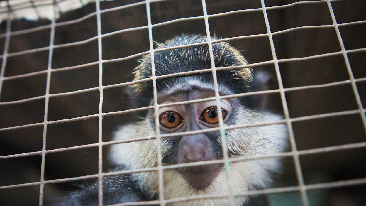 Mona-apinoita (Cercopithecus mona) pyydystetään elävien eksoottisten lemmikkien kauppaan.