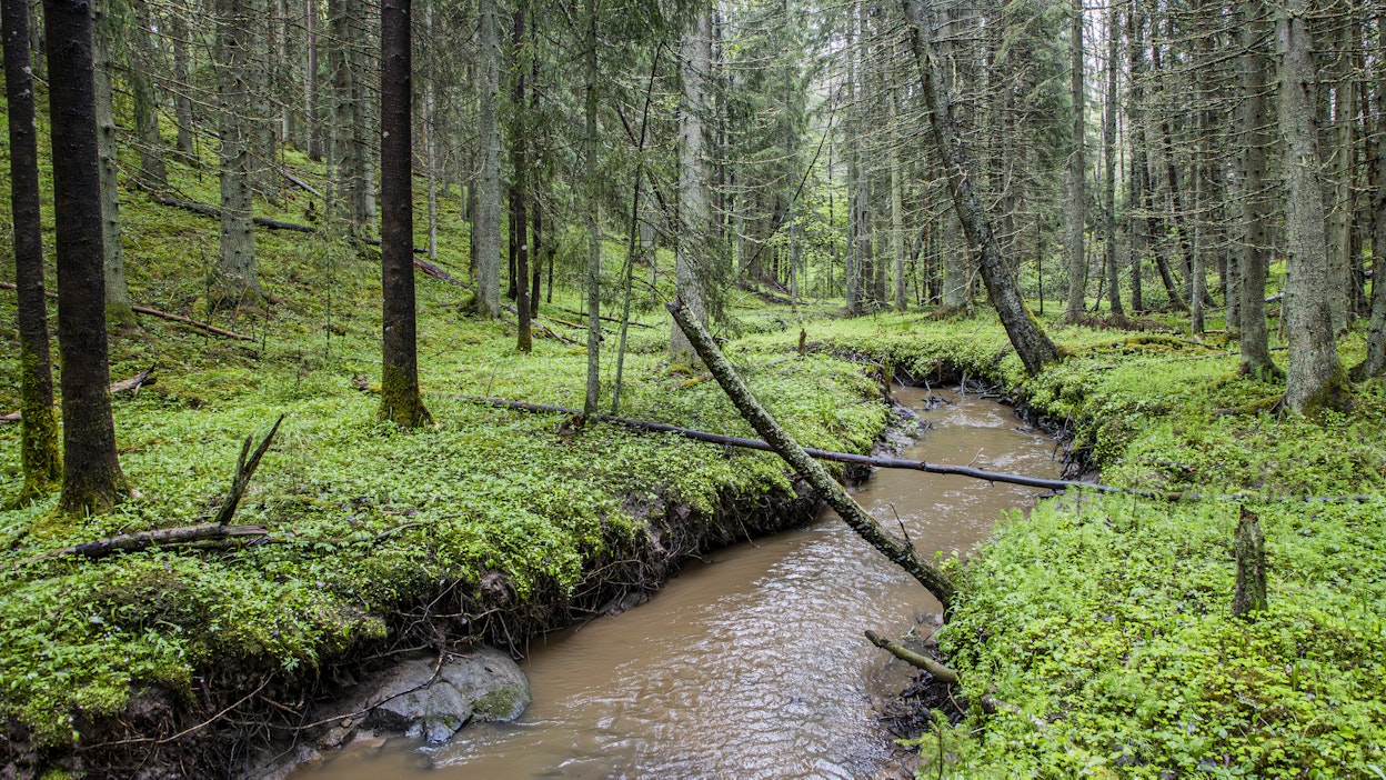 Metsää ja luonnonarvoja. Kuvituskuva.