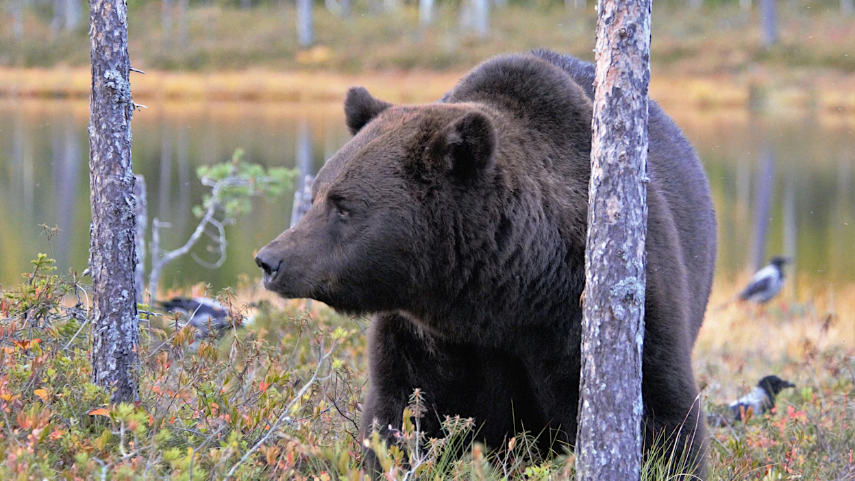 Metsästäjäliitto ja Luonnonsuojeluliitto ovat eri mieltä karhun metsästyksen tavasta.