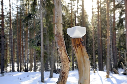 Nuolukivi voi nostaa hirvituhojen riskiä paitsi taimikoissa myös varttuneemmissa puissa.