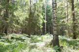 Ruotsalaiset rauhoittavat metsiään talouskäytöstä erilaisista syistä.