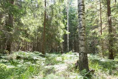 Ruotsalaiset rauhoittavat metsiään talouskäytöstä erilaisista syistä.